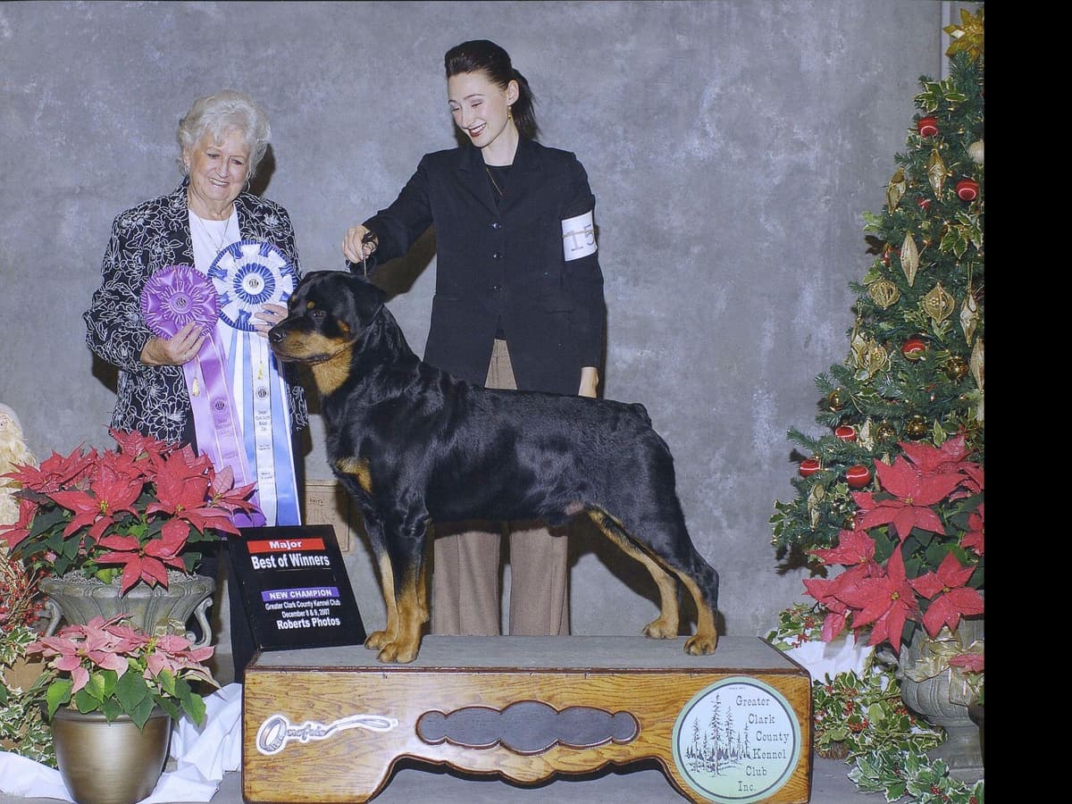 Champion Sired Rottweiler Puppies breeder image 1