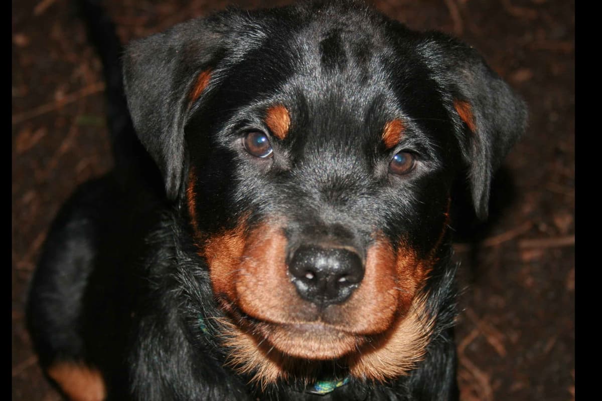 Champion Sired Rottweiler Puppies breeder image 3