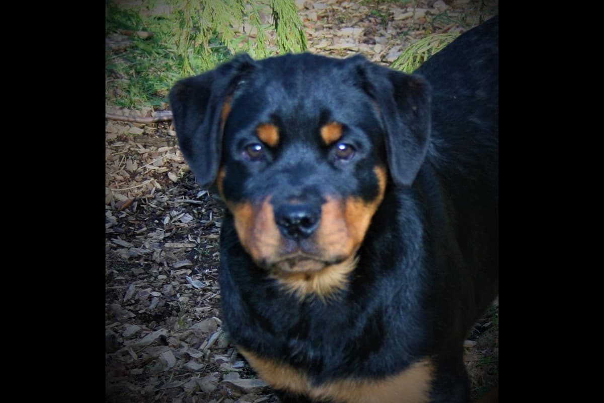 Champion Sired Rottweiler Puppies breeder image 4