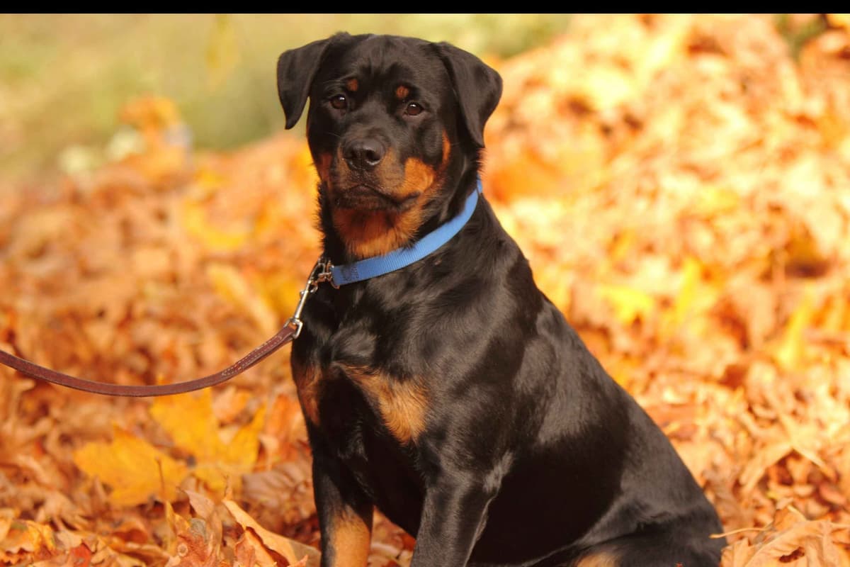 Champion Sired Rottweiler Puppies breeder image 6