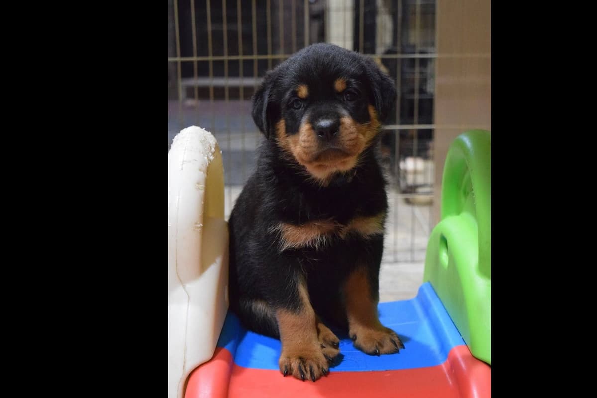 Champion Sired Rottweiler Puppies breeder image 8