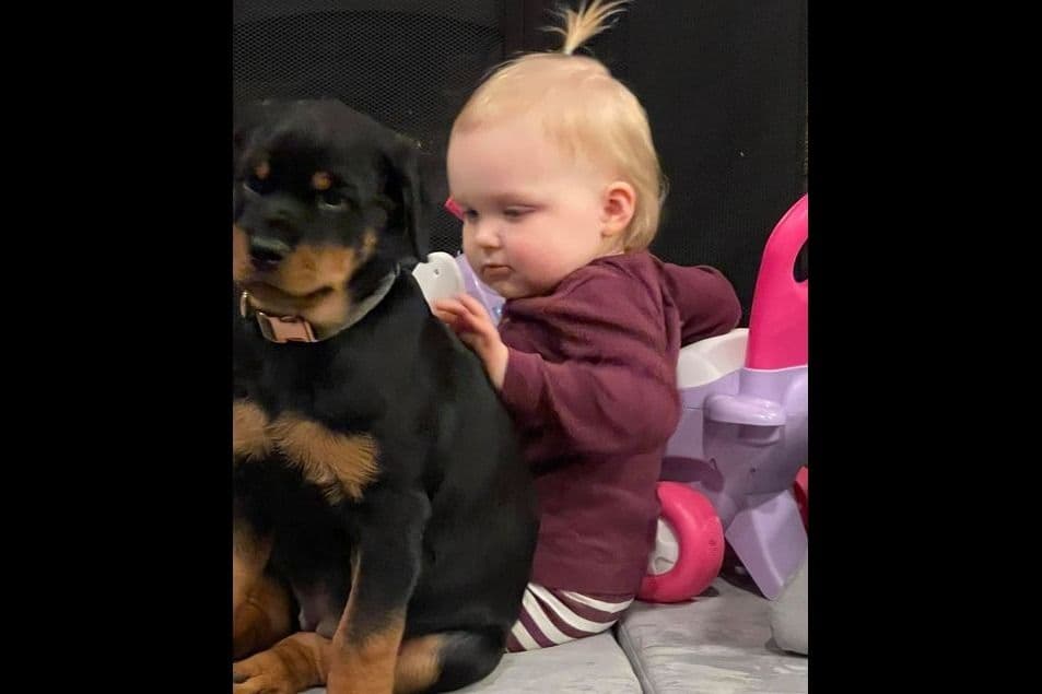 Champion Sired Rottweiler Puppies breeder image 9