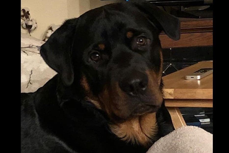 Champion Sired Rottweiler Puppies breeder image 10