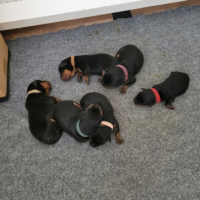 Champion Sired Rottweiler Puppies media 2