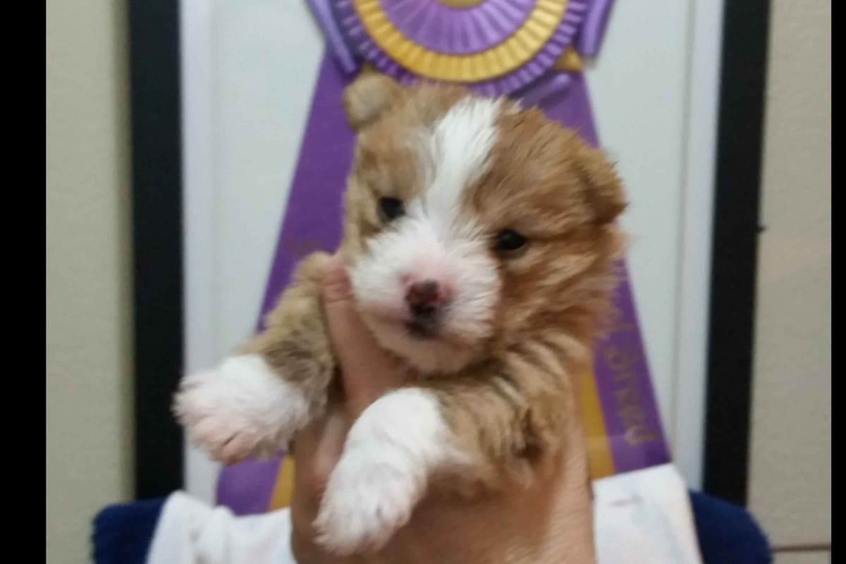Portuguese Podengo Pequeno Puppies breeder image 5