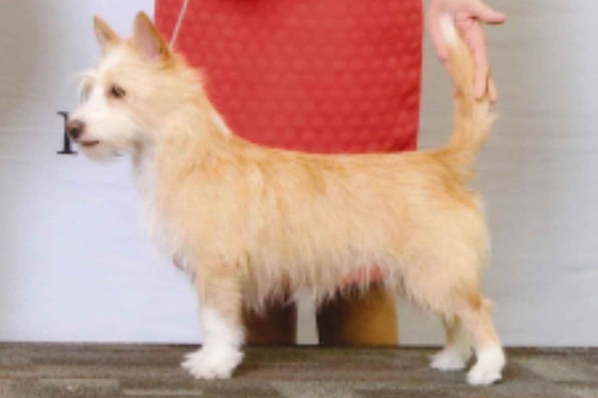 Portuguese Podengo Pequeno Puppies breeder image 6