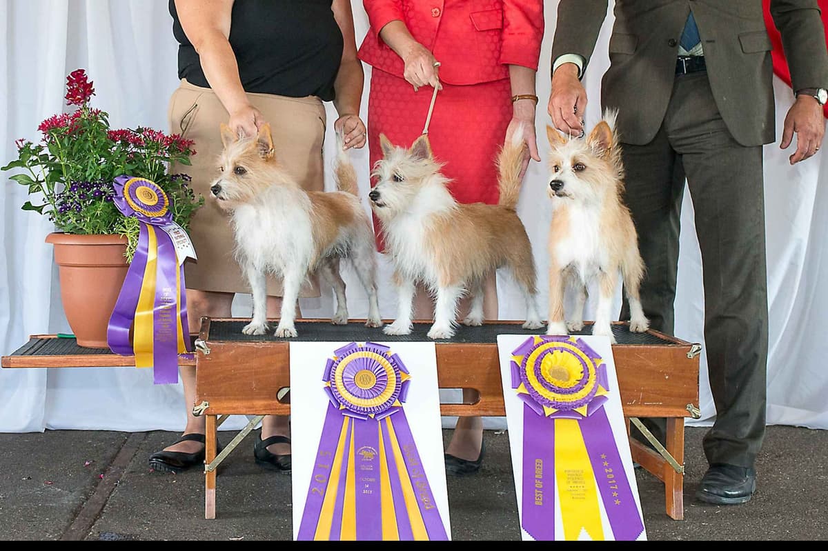 Portuguese Podengo Pequeno Puppies breeder image 7