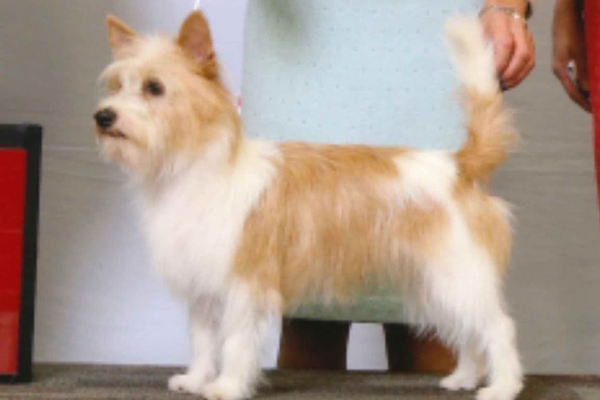 Portuguese Podengo Pequeno Puppies breeder image 8