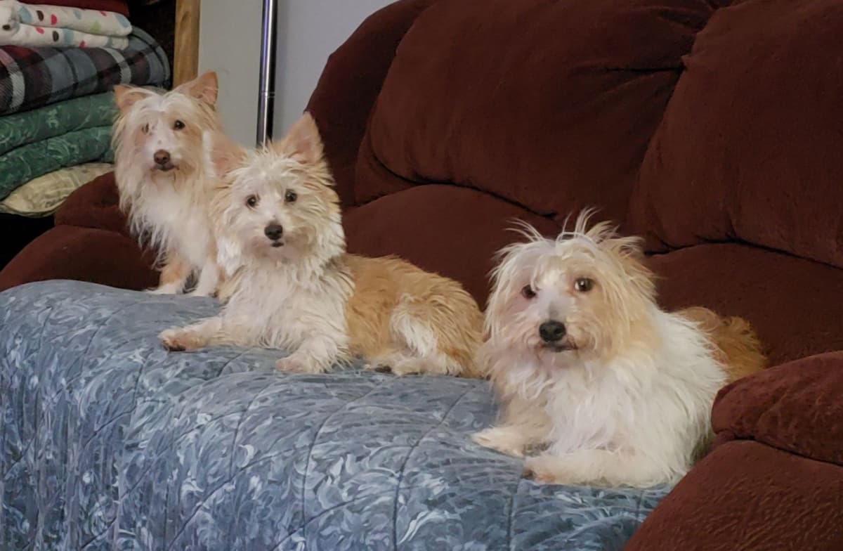 Portuguese Podengo Pequeno Puppies breeder image 10