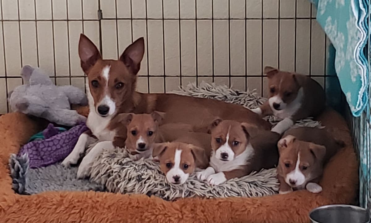 Portuguese Podengo Pequeno Puppies breeder image 11