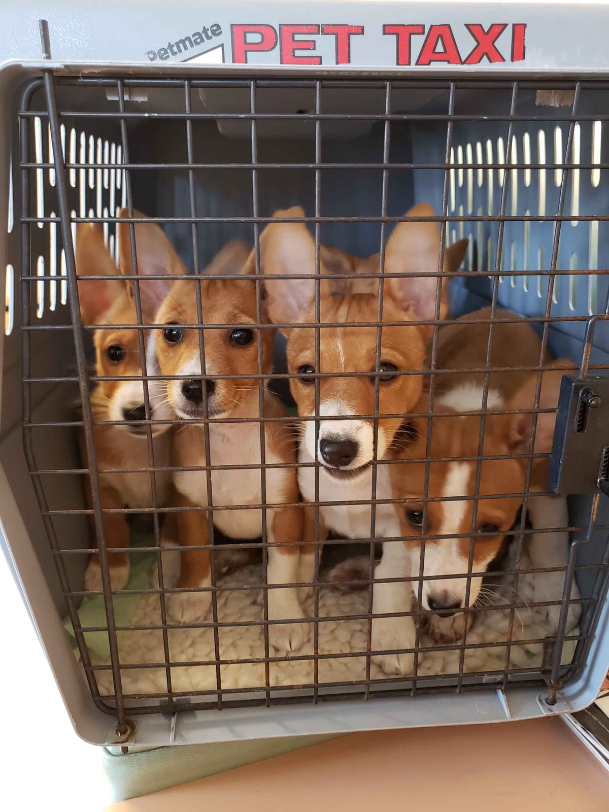 Portuguese Podengo Pequeno Puppies breeder image 13
