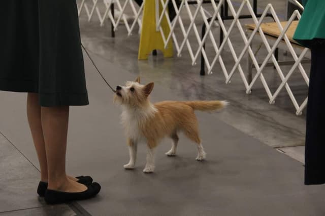 Portuguese Podengo Pequeno Puppies media 2