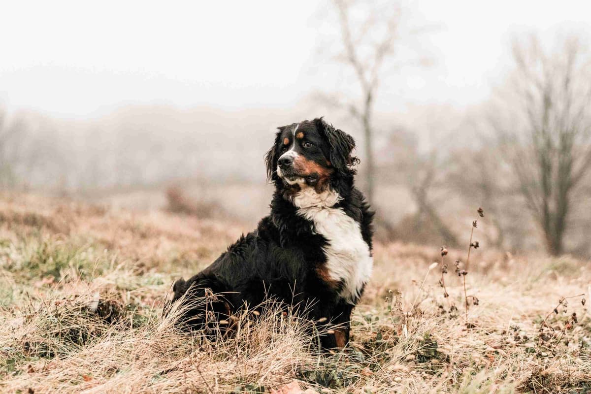 Bernese Mountain Dog Puppies breeder image 2