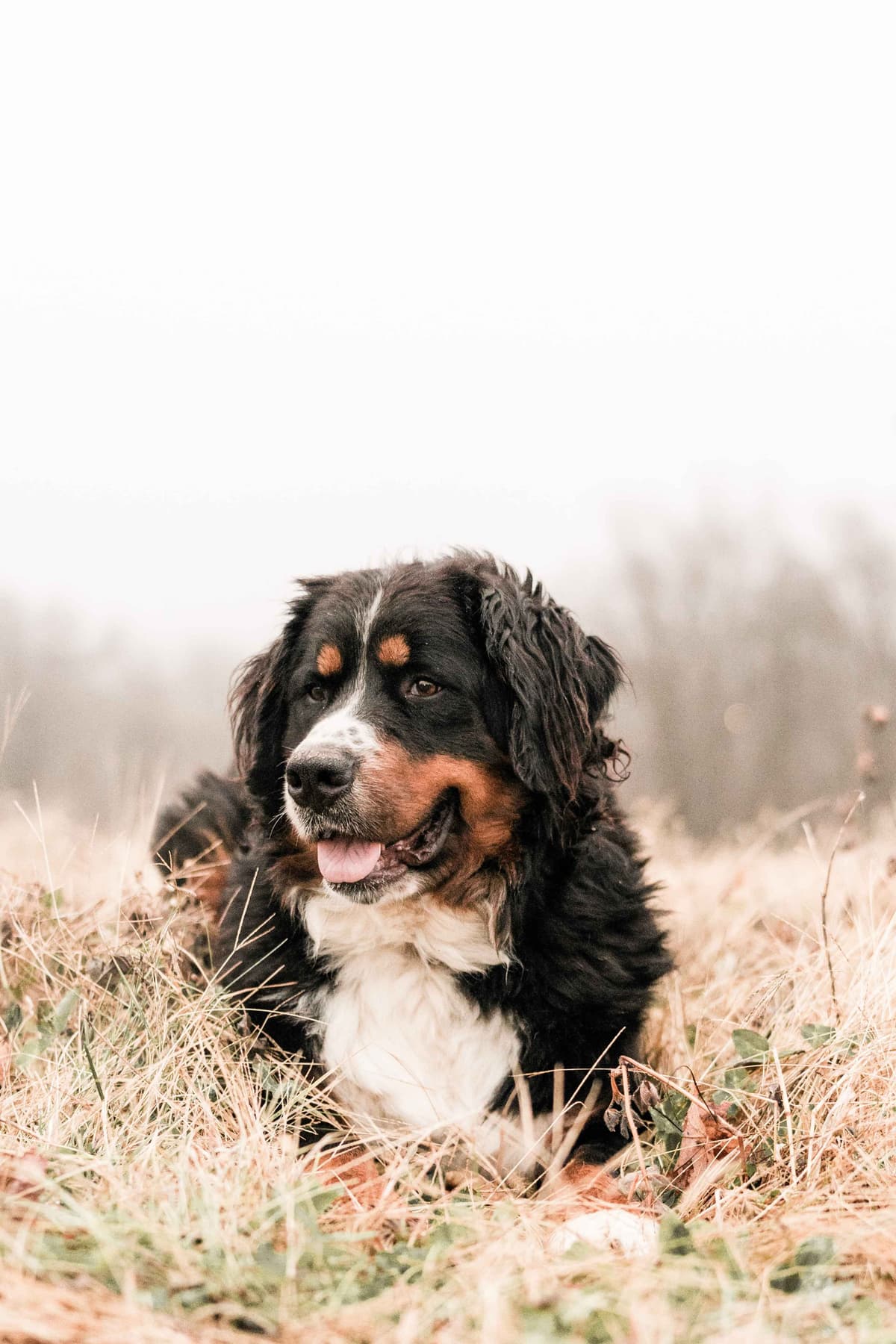 Bernese Mountain Dog Puppies breeder image 4