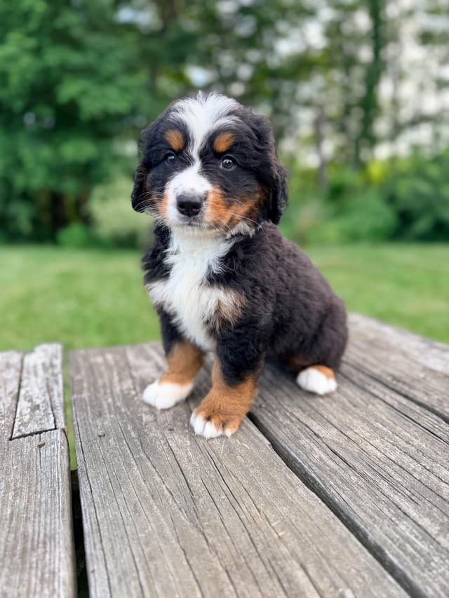 Bernese Mountain Dog Puppies media 3