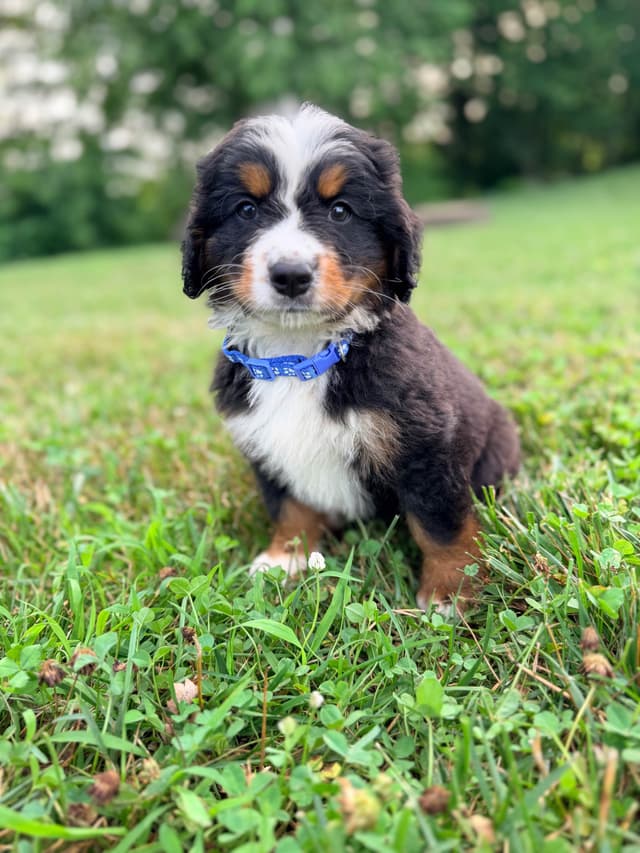 Bernese Mountain Dog Puppies media 2