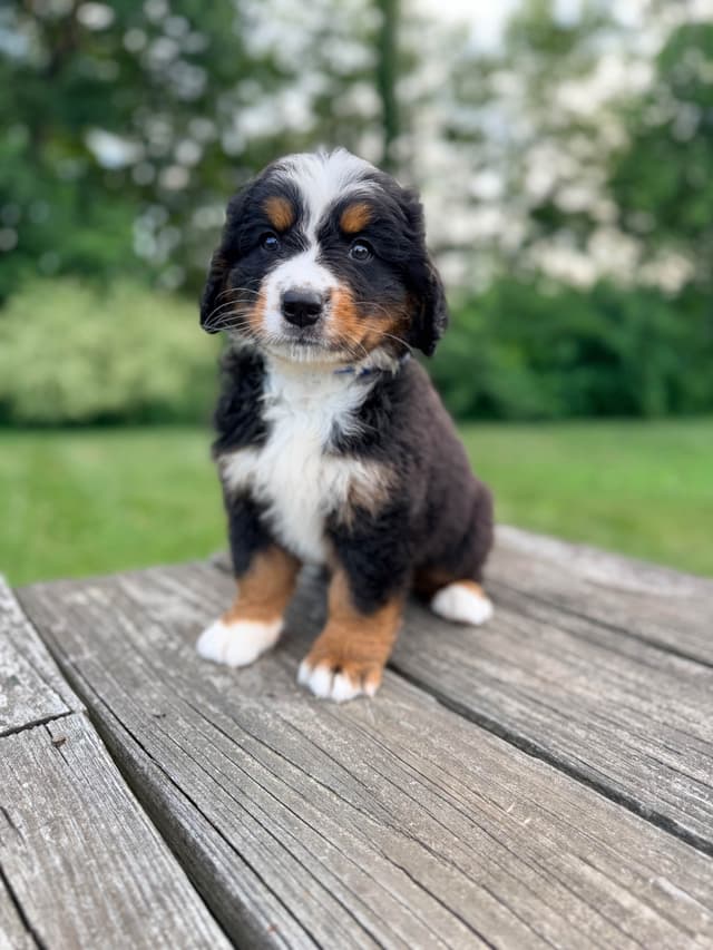 Bernese Mountain Dog Puppies media 6