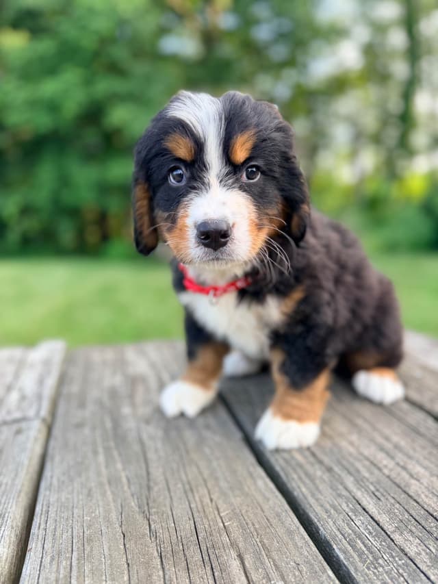 Bernese Mountain Dog Puppies media 7