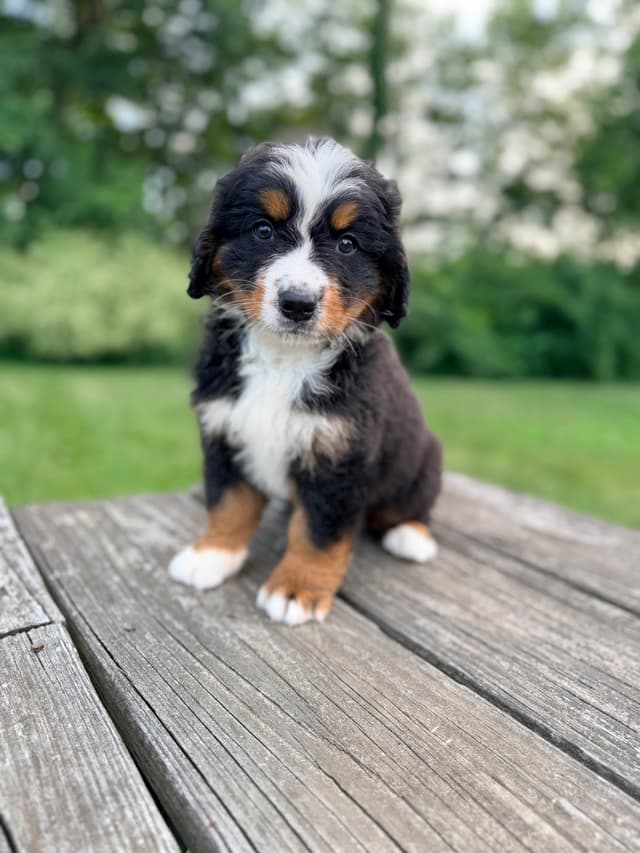 Bernese Mountain Dog Puppies media 10