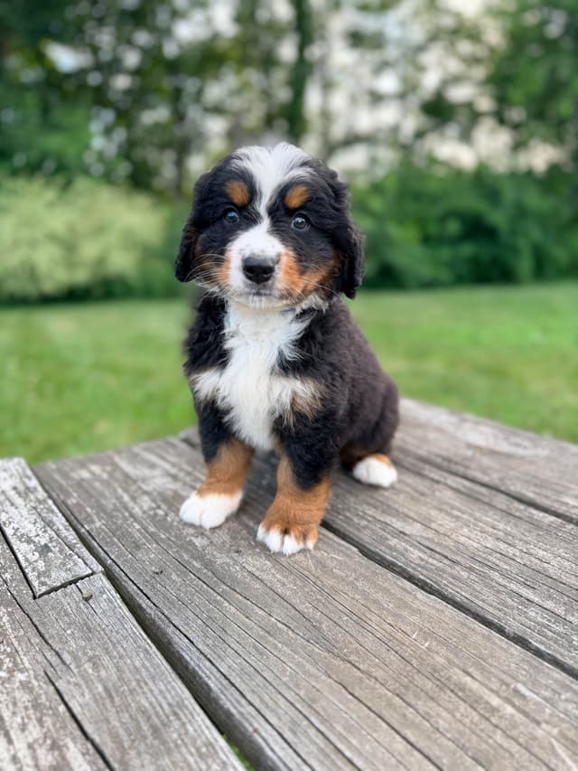 Bernese Mountain Dog Puppies media 5