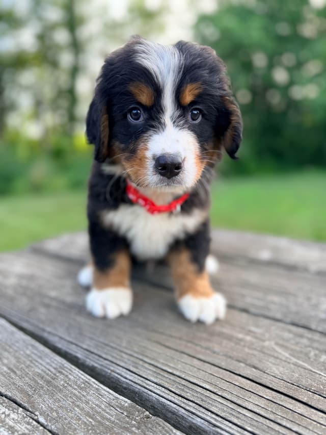 Bernese Mountain Dog Puppies media 9