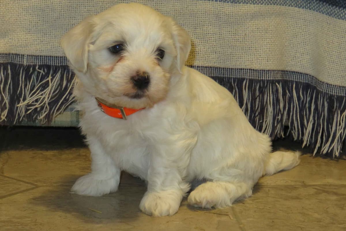 Adorable Cavalier King Charles Spaniel Puppies breeder image 7