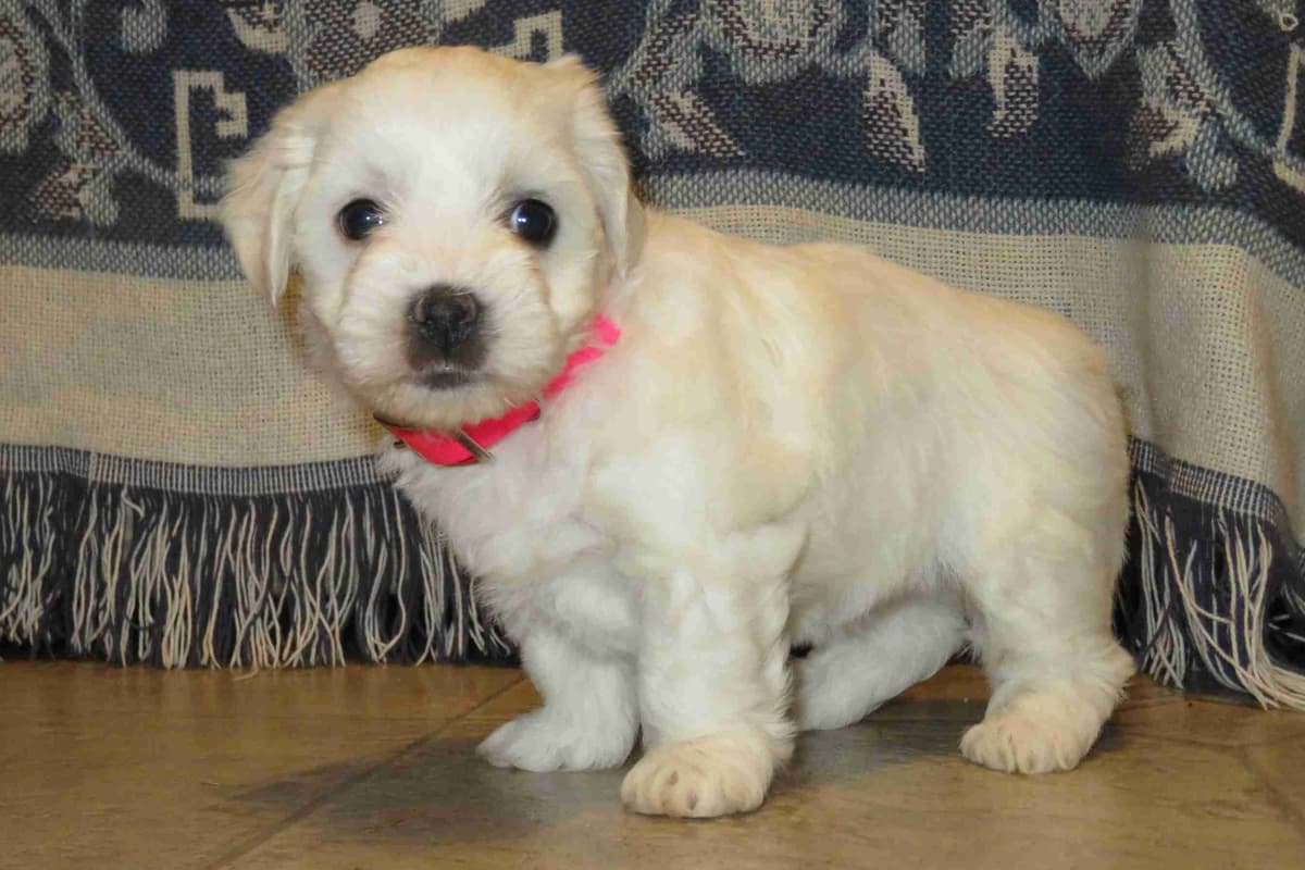 Adorable Cavalier King Charles Spaniel Puppies breeder image 9