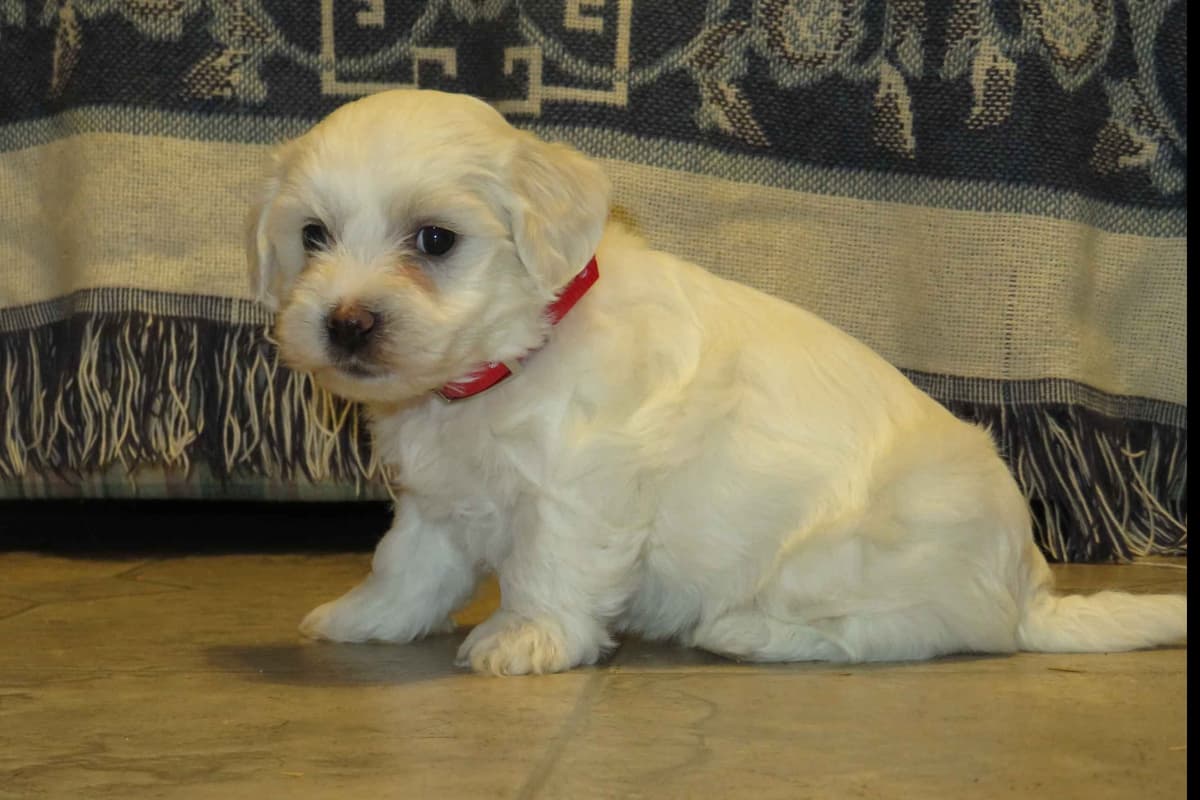 Adorable Cavalier King Charles Spaniel Puppies breeder image 11