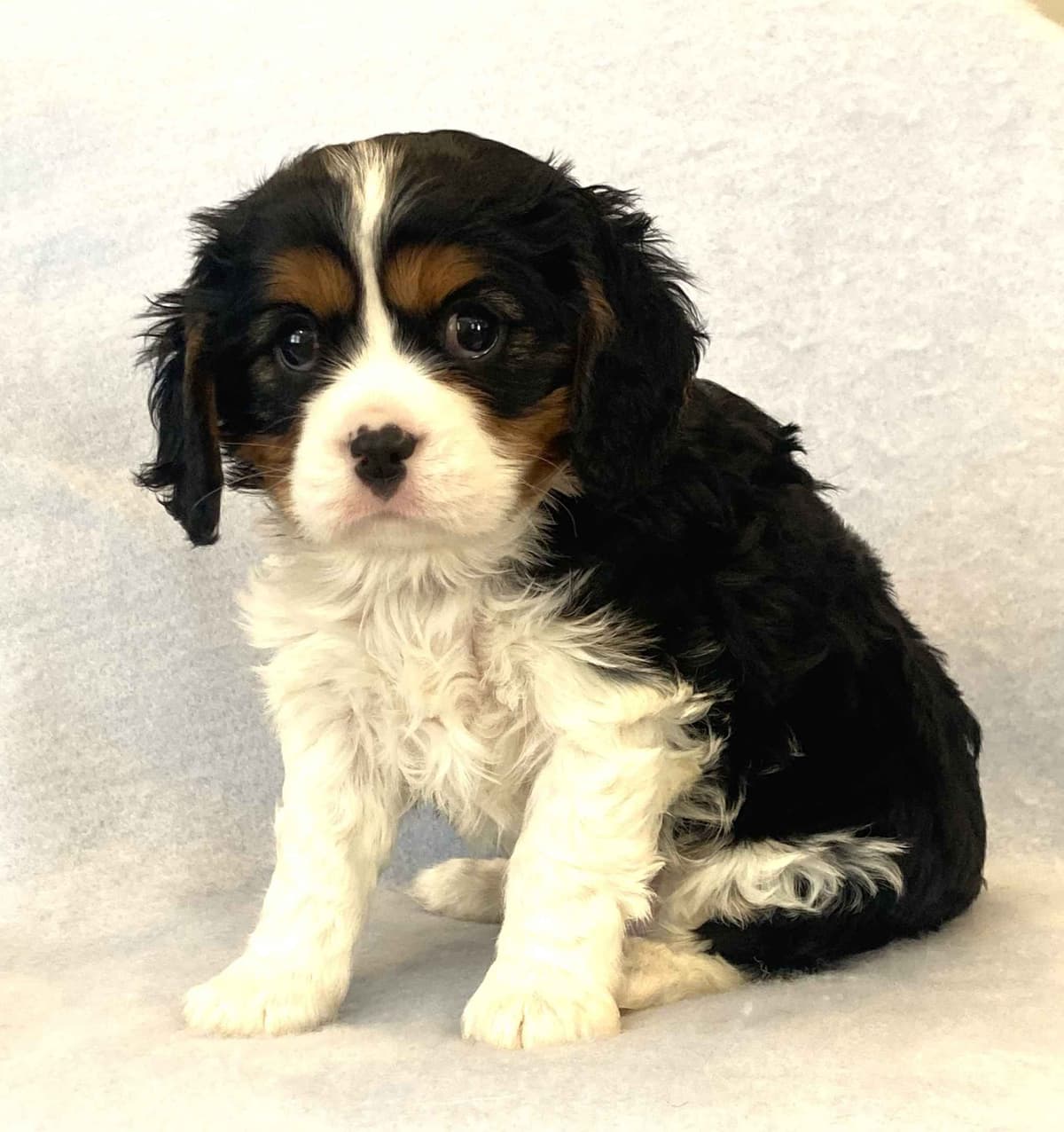 Adorable Cavalier King Charles Spaniel Puppies breeder image 3