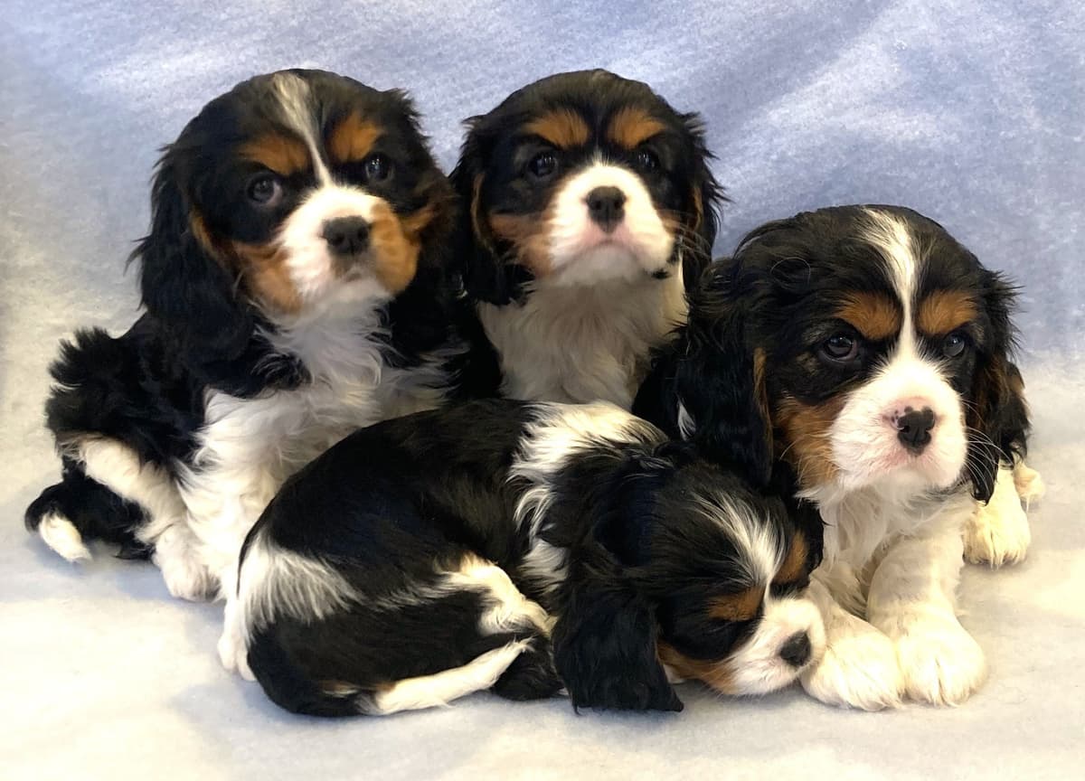 Adorable Cavalier King Charles Spaniel Puppies breeder image 2