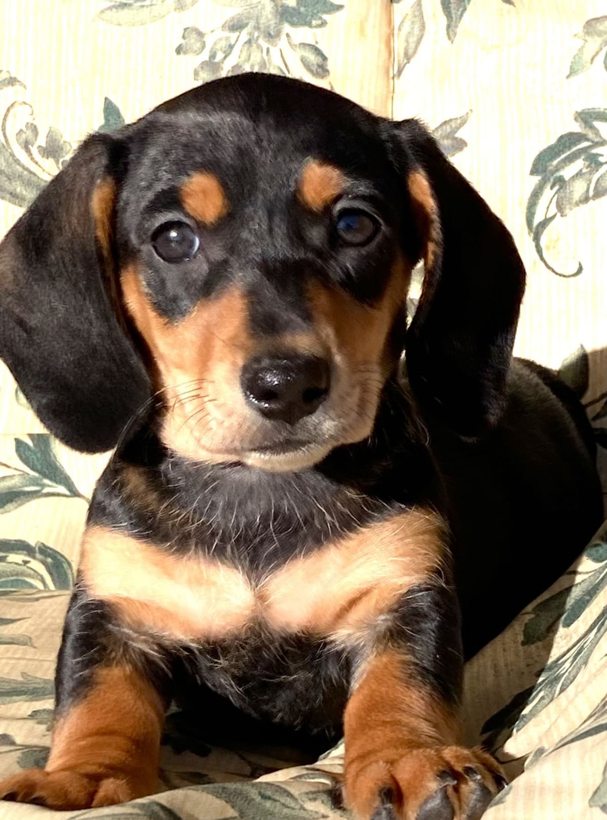 Adorable Cavalier King Charles Spaniel Puppies breeder image 4