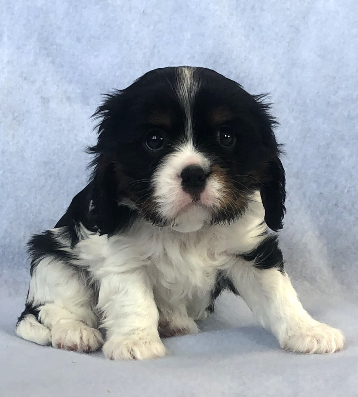 Adorable Cavalier King Charles Spaniel Puppies breeder image 13