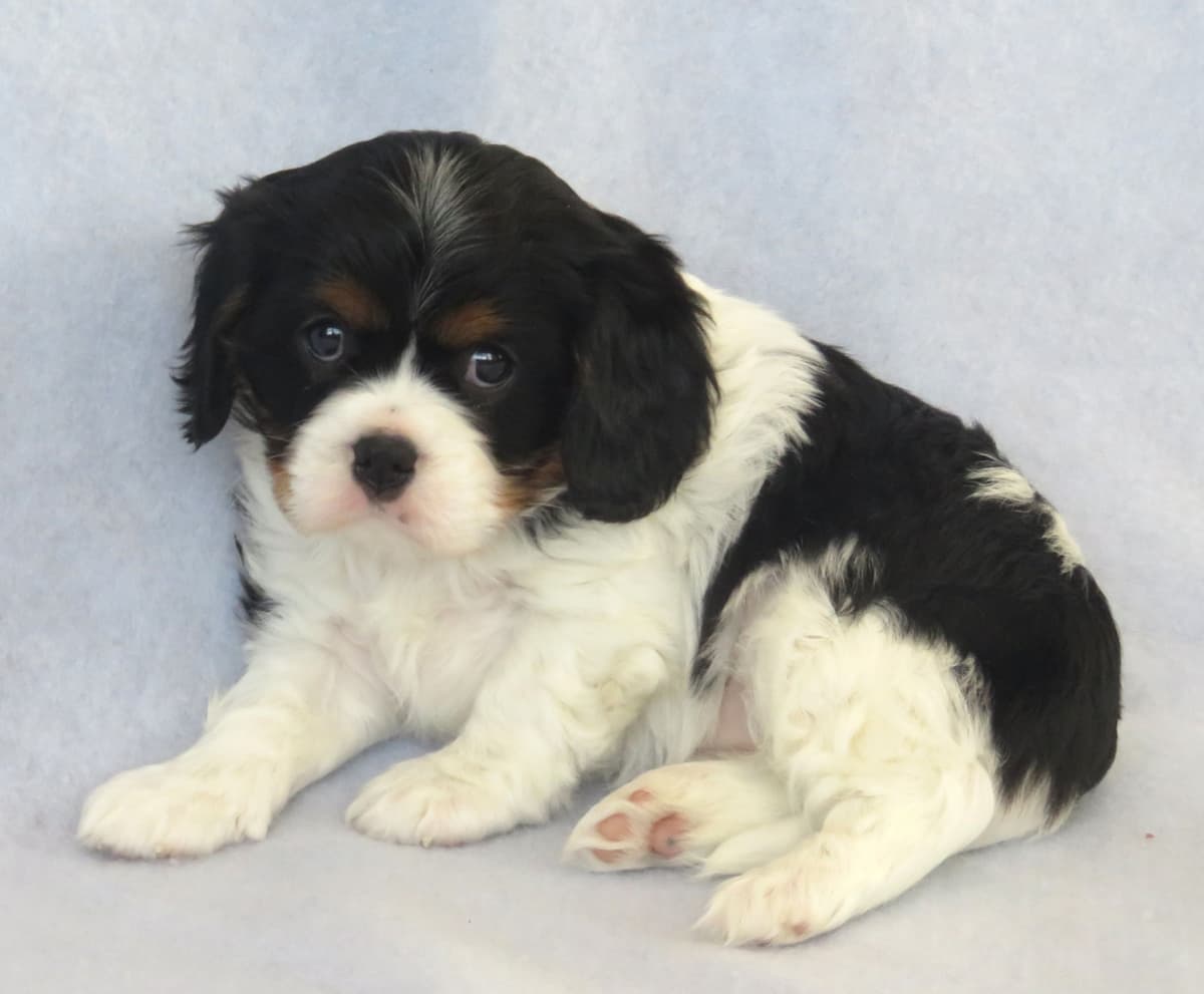 Adorable Cavalier King Charles Spaniel Puppies breeder image 14