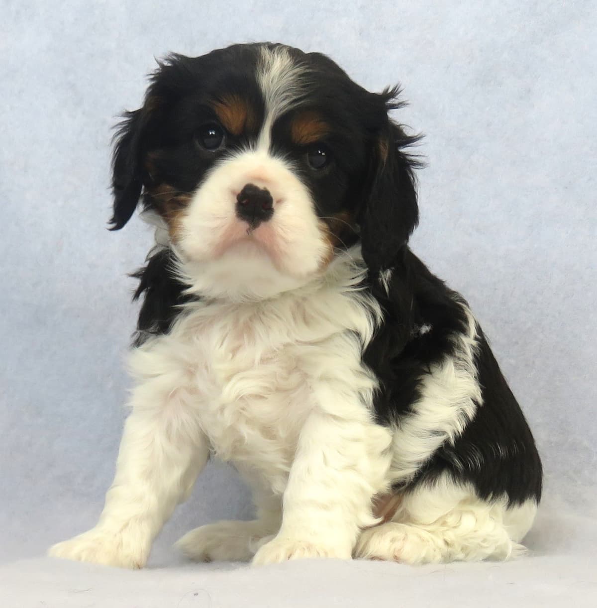 Adorable Cavalier King Charles Spaniel Puppies breeder image 15