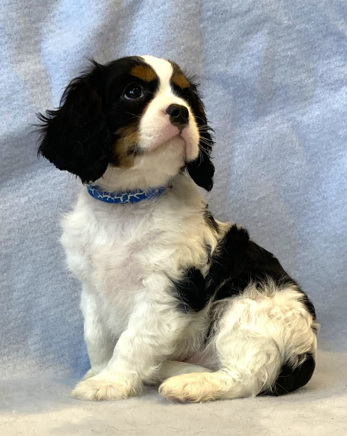 Adorable Cavalier King Charles Spaniel Puppies breeder image 19
