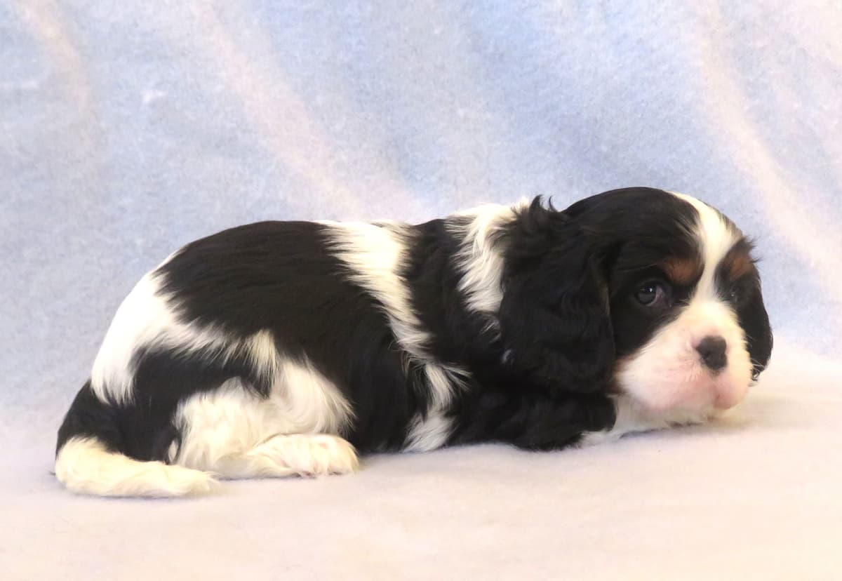 Adorable Cavalier King Charles Spaniel Puppies breeder image 20