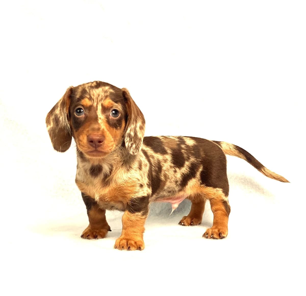 Adorable Cavalier King Charles Spaniel Puppies breeder image 1
