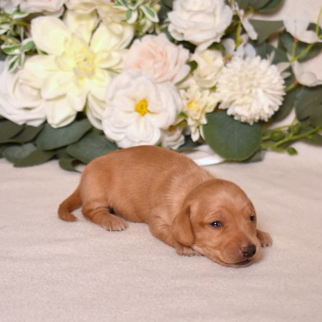 Genetic Tested & Stunning 11-14 Pound Dachshund Puppies media 2