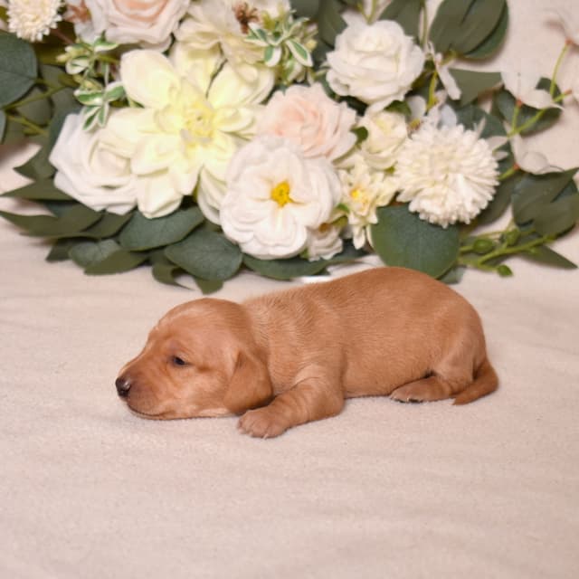 Genetic Tested & Stunning 11-14 Pound Dachshund Puppies media 6