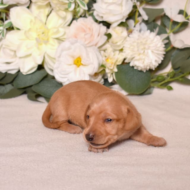Genetic Tested & Stunning 11-14 Pound Dachshund Puppies media 3