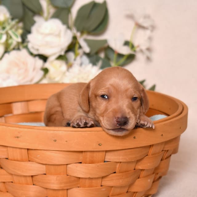 Genetic Tested & Stunning 11-14 Pound Dachshund Puppies media 4