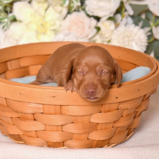 Genetic Tested & Stunning 11-14 Pound Dachshund Puppies media 7