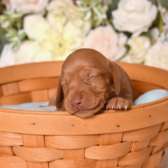 Genetic Tested & Stunning 11-14 Pound Dachshund Puppies media 9