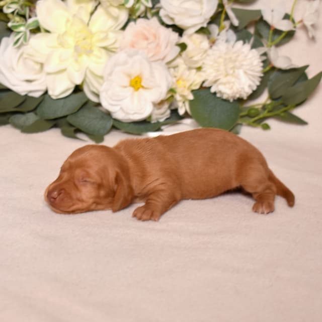 Genetic Tested & Stunning 11-14 Pound Dachshund Puppies media 10