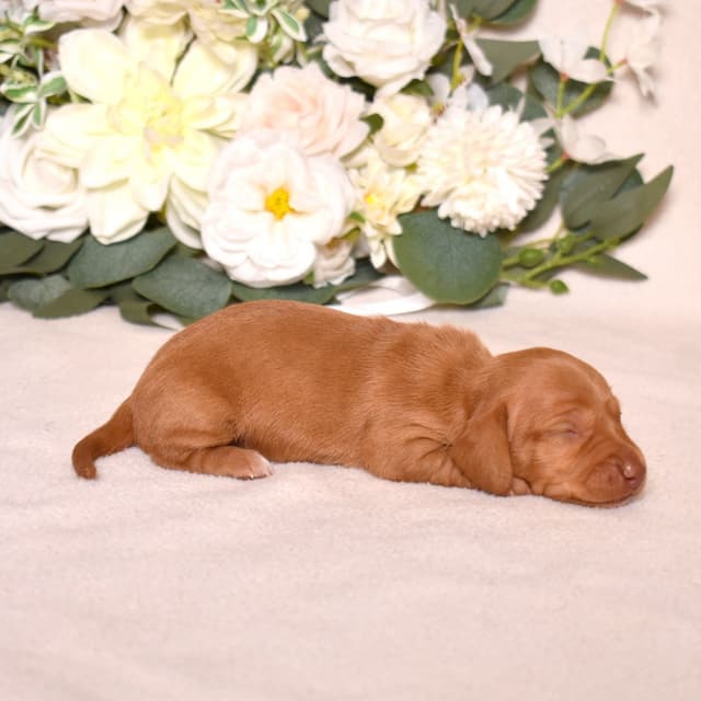 Genetic Tested & Stunning 11-14 Pound Dachshund Puppies media 8