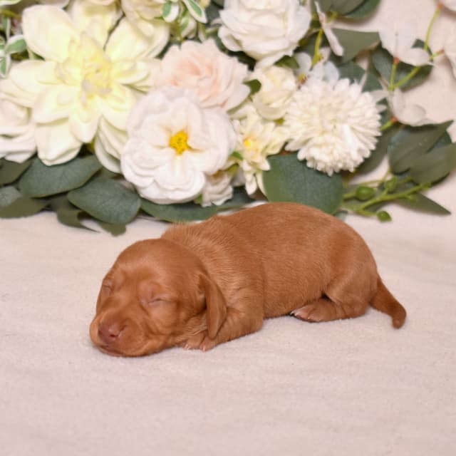 Genetic Tested & Stunning 11-14 Pound Dachshund Puppies media 11