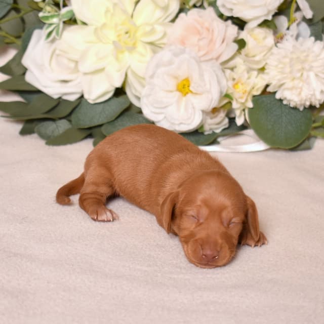 Genetic Tested & Stunning 11-14 Pound Dachshund Puppies media 12