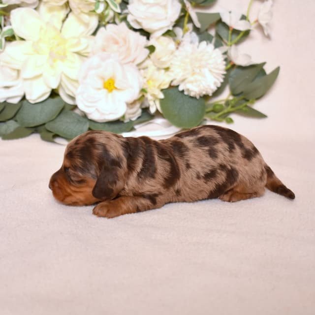 Genetic Tested & Stunning 11-14 Pound Dachshund Puppies media 13