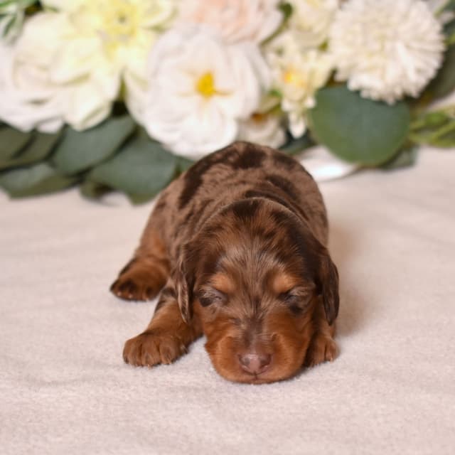 Genetic Tested & Stunning 11-14 Pound Dachshund Puppies media 15