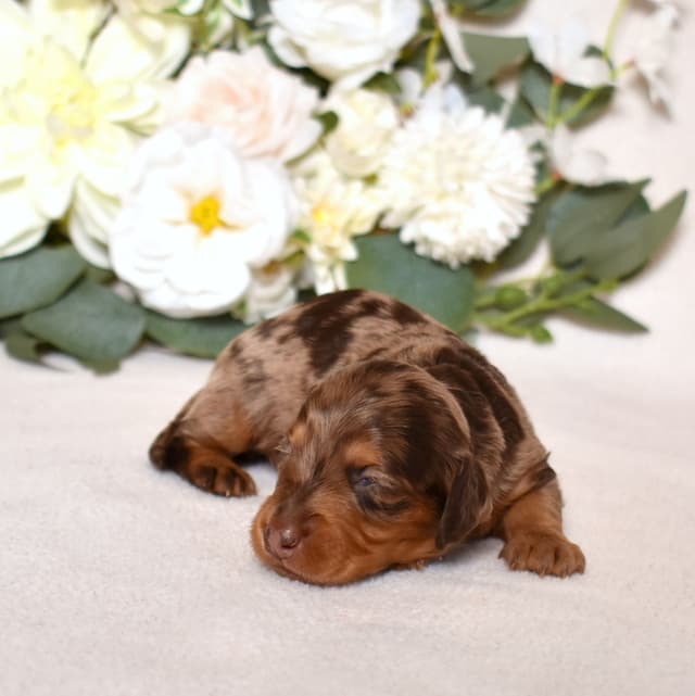 Genetic Tested & Stunning 11-14 Pound Dachshund Puppies media 14